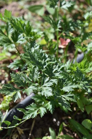 Parsley Crop Management Herb Growing In South Africa