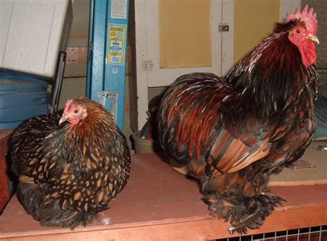 Golden Laced Cochins Backyard Chickens Learn How To Raise Chickens