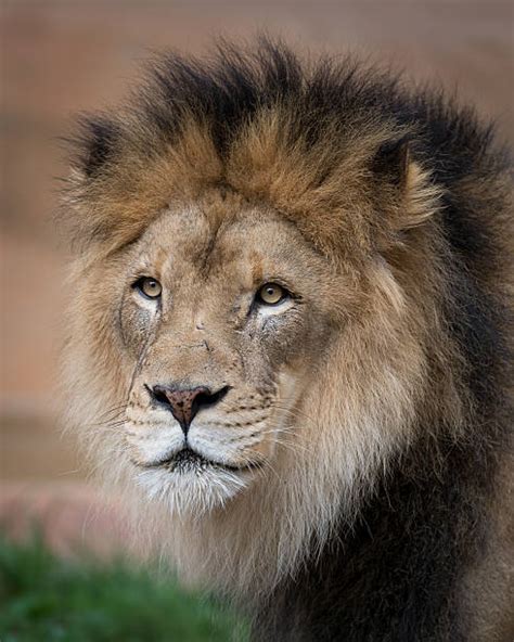 Black Mane Lion Stock Photos Pictures And Royalty Free Images Istock