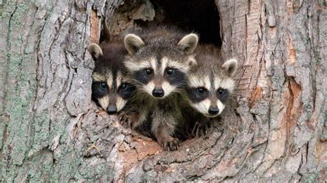 Moment Of Aww Animals Raccoon Baby Raccoon