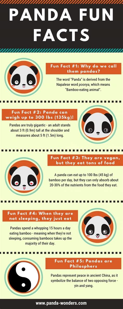 Giant Panda Fun Facts Infographics Race
