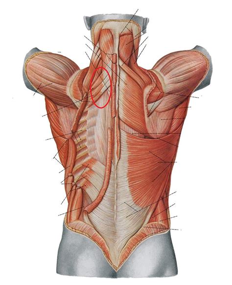 Almost every muscle constitutes one part of a pair of identical bilateral. Intermediate Back at The Ohio State University - StudyBlue