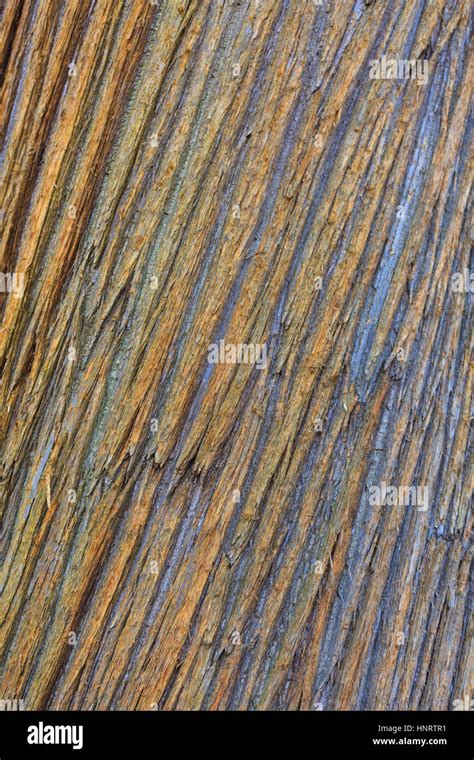 Tree Bark Close Up Stock Photo Alamy