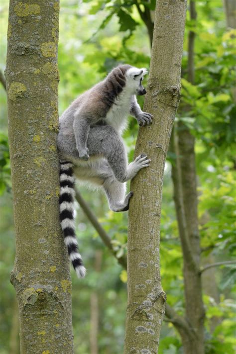 Kostenlose Foto Baum Natur Wald Ast Tier Tierwelt Zoo Tropisch