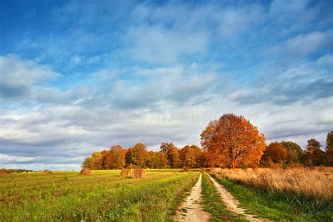 Autumn Field Maple Tree Country Road Fall Rural Landscape Lonely