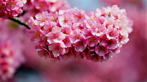 1080p Beautiful Nature Wallpaper Flower Desktop Background Pictures In