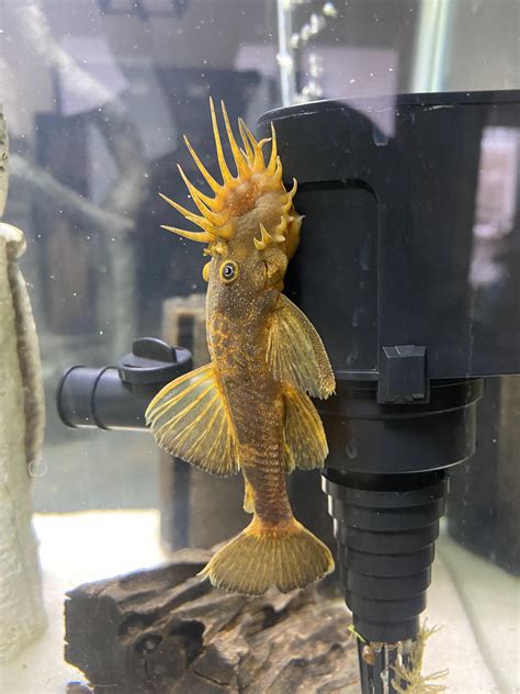 Male Calico Bristlenose Pleco Enjoying His New Gallon R Aquariums