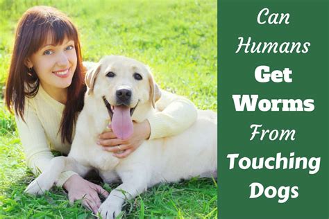 Top 18 How Common Is It For Humans To Get Worms From Dogs 2023