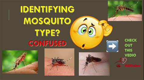 Easy Method Of Identifying Mosquito Species Types Life Cycle💫 Their
