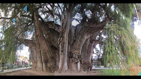 Tule Oaxaca El árbol Más Grande Y Viejo Del Mundo Youtube