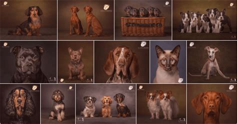 Pet Studio Portrait Experiences Jason Allison Dog Photography