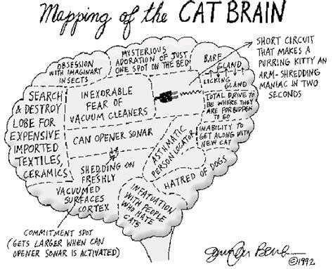 Cat Brain Map Popsugar Love And Sex