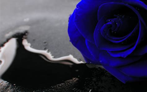 Blue Rose Wallpapers Images Photos Pictures Backgrounds