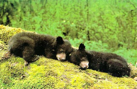 Black Bear Cubs Southeast Region Photo Beingmyself Creat Flickr
