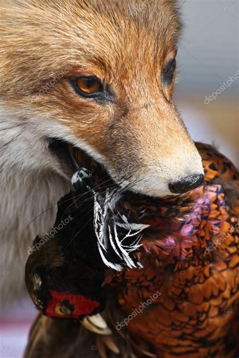 Red Fox Eat Bird Stock Photo By ©jeancliclac 100310914