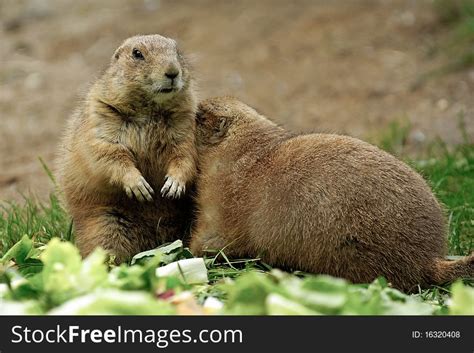 Prairie Dogs Free Stock Images And Photos 16320408