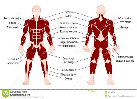 Muscles Chart Description Muscular Body Man Stock Vector Illustration