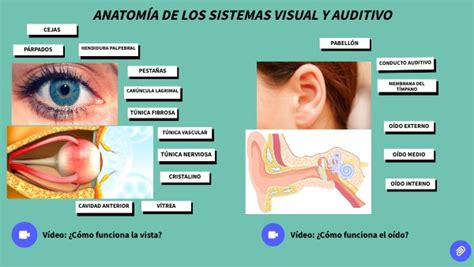 AnatomÍa De Los Sistemas Visual Y Auditivo