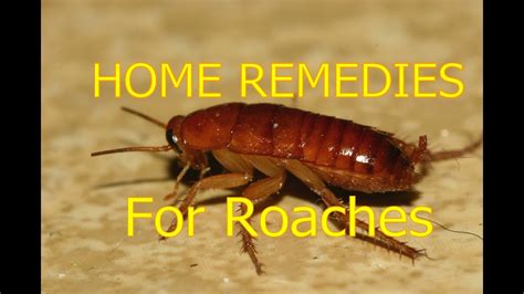 To kill many cockroaches, or if you have a chronic. Home Remedies For Roaches In House & Outside Roaches ...