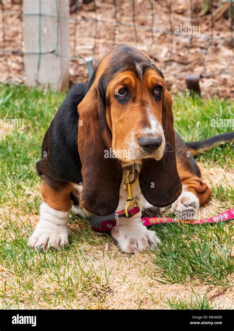 April 4 Month Old Basset Hound Dog Stock Photo Alamy