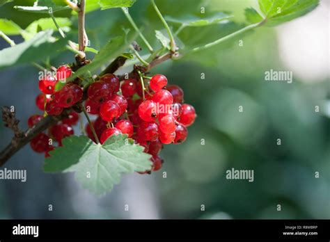 Red Currant Ribes Rubrum Stock Photo Alamy