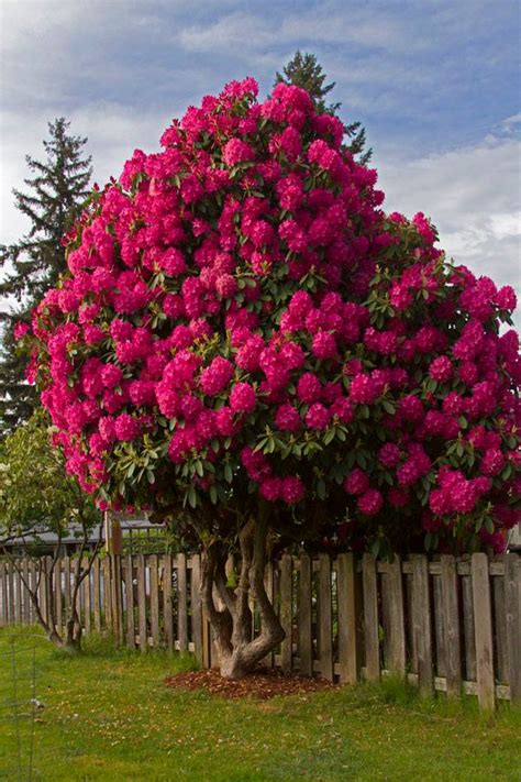 Download the perfect tree picture pictures. Magical Rhododendron Tree - XciteFun.net