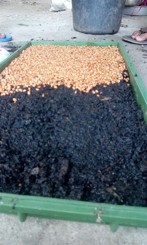 Berbeda dengan cara menanam sawi di polybag, cara menanam sawi di pot lebih simpel karena tak perlu dilakukan penyemaian. Belajar-Bertanam-tanaman: Tanam benih gandum cara biasa