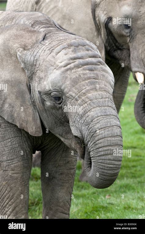 Juvenile African Elephant Stock Photo Alamy