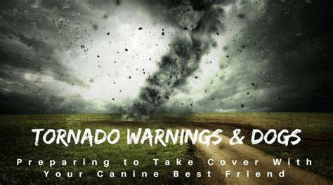 Helping You Live A Happy Healthy Life With Your Forever Dogtornado