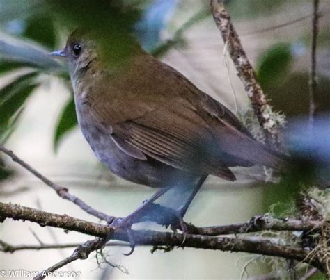 Ruddy Capped Nightingale Thrush Billeuph Flickr