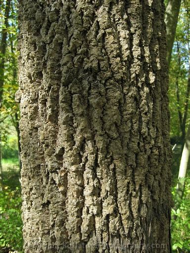 Photos And Characteristics Of Fraxinus Profunda ~ Pumpkin Ash