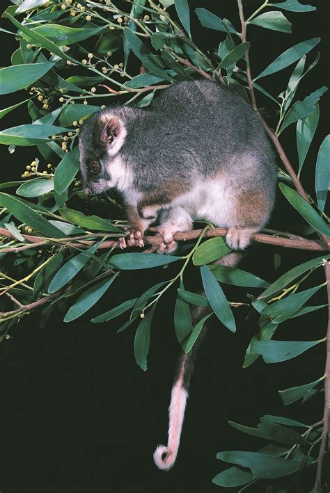 Eastern Ringtail Possum The Australian Museum