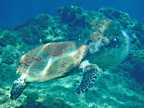 Turtle Eating Jellyfish Ao Maya Phi Phi Tasting The World