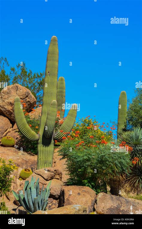 Desert Cactus Landscape In Arizona Stock Photo Alamy
