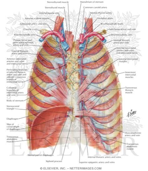 Anatomy Of Chest Wall