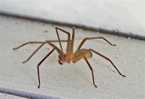 How To Get Rid Of Brown Recluse Spiders A Detailed Guide Pest Samurai