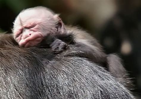 Animals Zoo Park Pictures Of Monkeys Spider Monkey Baby Capuchin