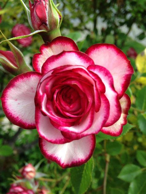 Hybrid Tea Rose Hybridtearoses Hybrid Tea Roses Rose Flower Tea Roses