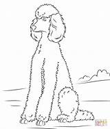 Coloring Poodle Poodles Paper Drawing Printable sketch template