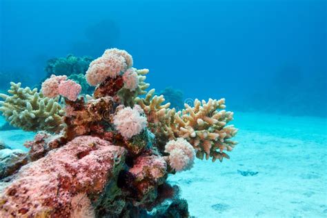 Korallenriff Mit Steinkorallen An Der Unterseite Von Tropischem Meer