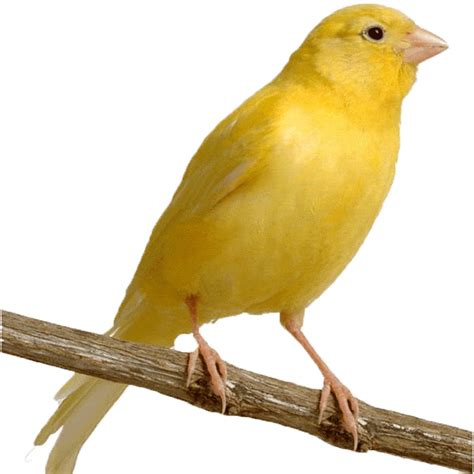 Buy Singing Canary Yellow Male Canary Bird For Sale Taj Birds