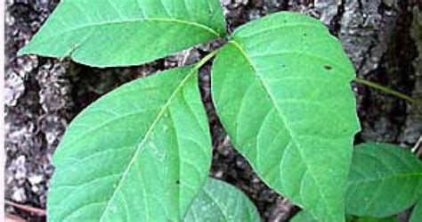 Is Climate Change Making Poison Ivy Worse Local News