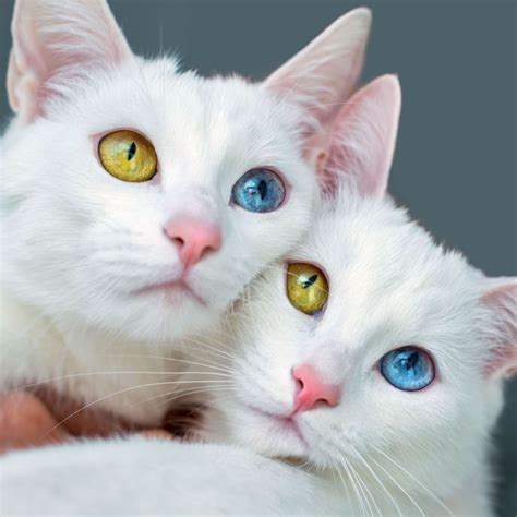 Photos Adorable Twin Cats Showcase Their Fascinating Eye Colors