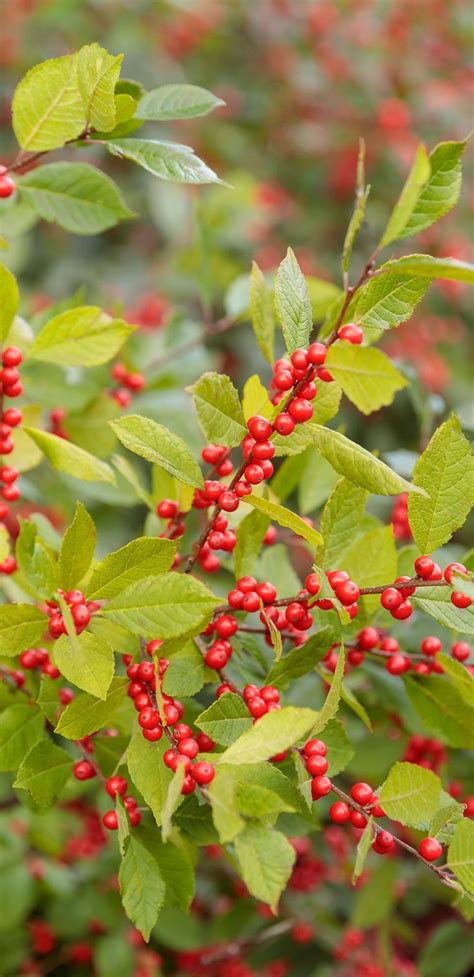 Berry Heavy® Winterberry Holly Ilex Verticillata Winterberry