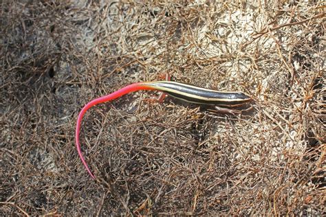 Western Red Tailed Skink Ndow
