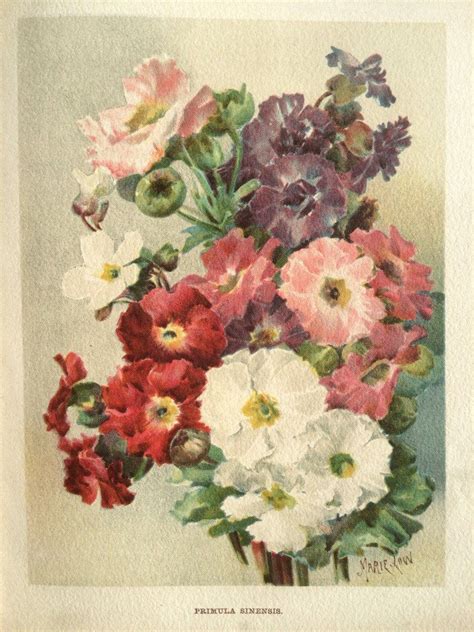 Antique Floral Flower Botanical Chromolithograph Print Primulas