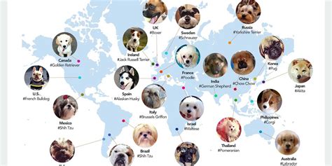 Most Popular Dog Breeds By Country Business Insider