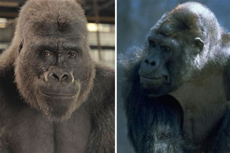 The One And Only Ivan True Story What To Know About The Gorilla Who Inspired The Disney Plus Movie