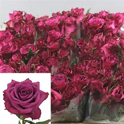 Rose Blueberry 50cm Wholesale Flowers And Florist Supplies Uk