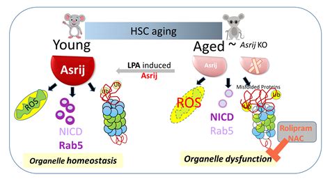 Organelle Dysfunction Upon Asrij Depletion Causes Aging Like Changes In